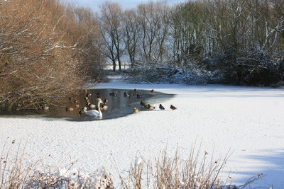 Frozen Swan Lake